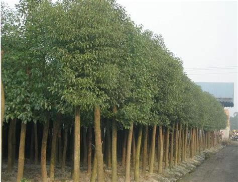 樟樹 風水|【樟樹 風水】如何選擇樟樹種植位置，讓你的庭院擁有絕佳的風。